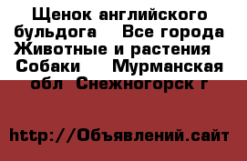 Щенок английского бульдога  - Все города Животные и растения » Собаки   . Мурманская обл.,Снежногорск г.